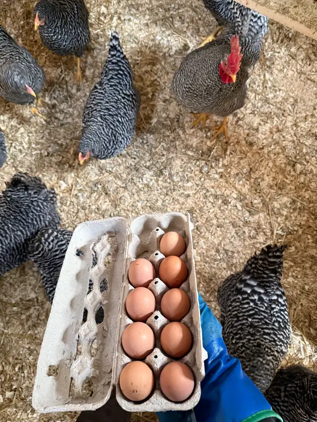 Plymouth Rock and Leghorn hatching eggs