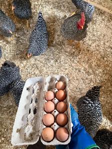 Plymouth Rock and Leghorn hatching eggs