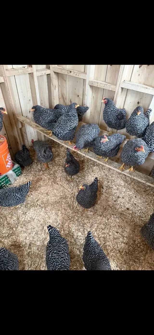 Plymouth Rock and Leghorn hatching eggs - Photo 3