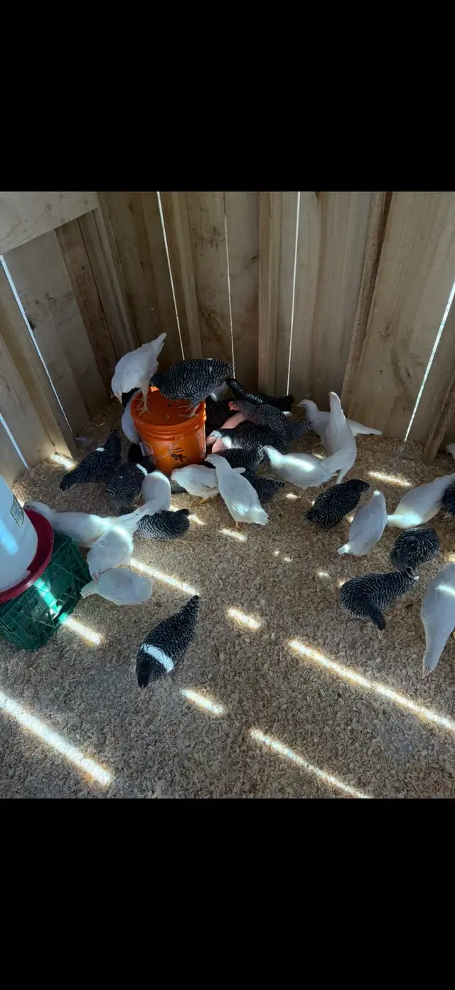 Plymouth Rock and Leghorn hatching eggs - Photo 4