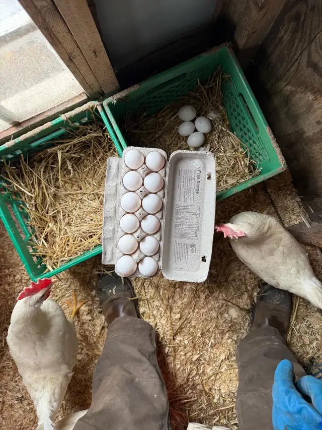 Plymouth Rock and Leghorn hatching eggs - Photo 5