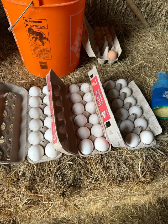 Plymouth Rock and Leghorn hatching eggs - Photo 6