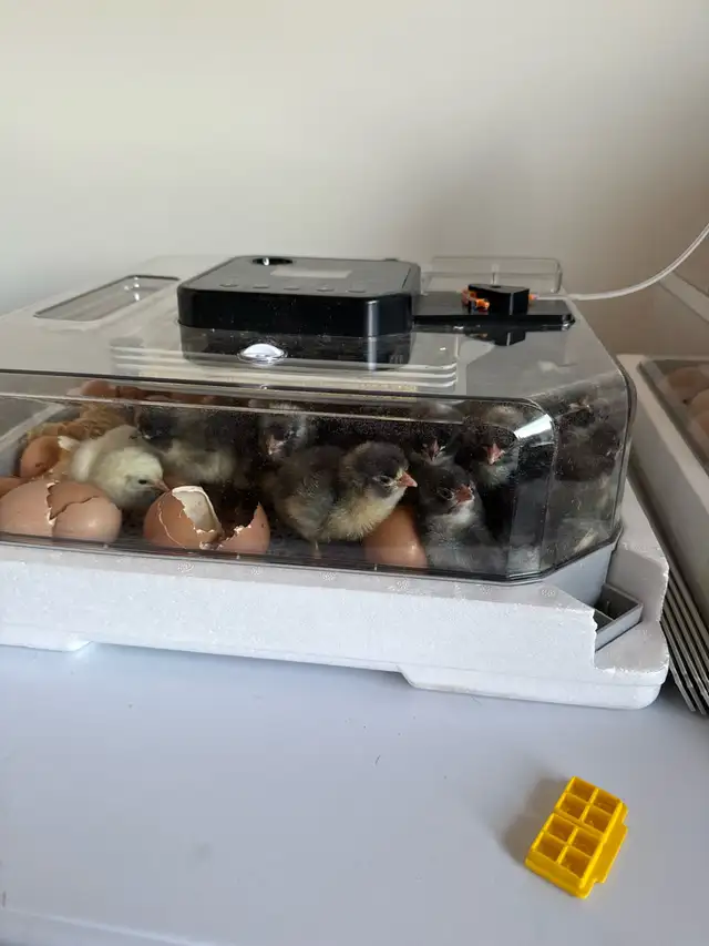 Plymouth Rock and Leghorn hatching eggs - Photo 8