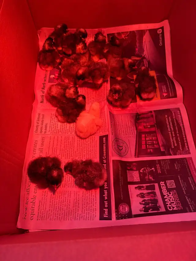 Plymouth Rock and Leghorn hatching eggs - Photo 9