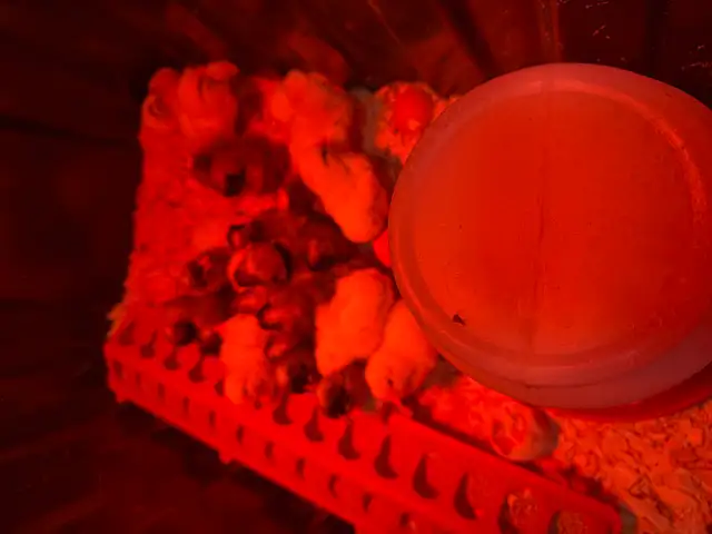 Plymouth Rock and Leghorn hatching eggs - Photo 10