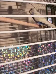 Birdie looking for a new home