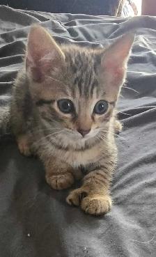 CHATON HIGHLANDS LYNX 514-501-9810