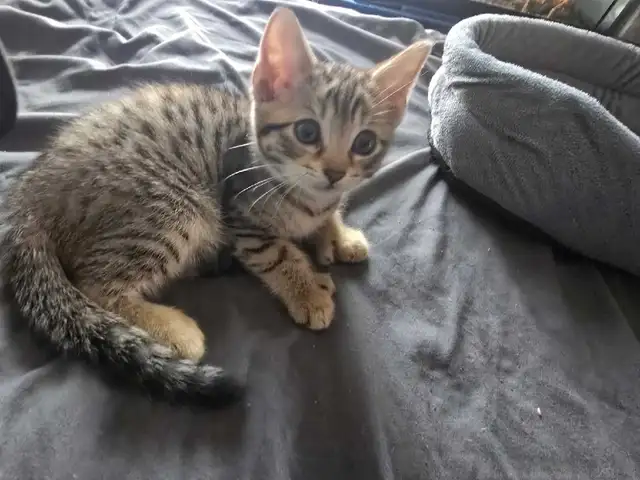 CHATON HIGHLANDS LYNX 514-501-9810 - Photo 3