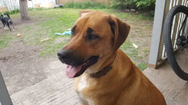 Rent Negotiable for occasional dog walking. - Photo 3