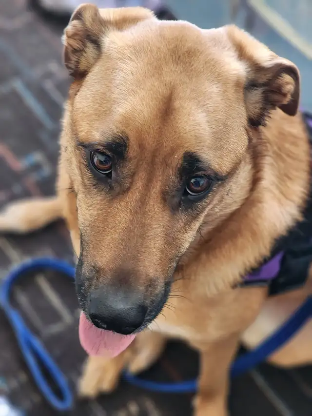 Rent Negotiable for occasional dog walking. - Photo 4