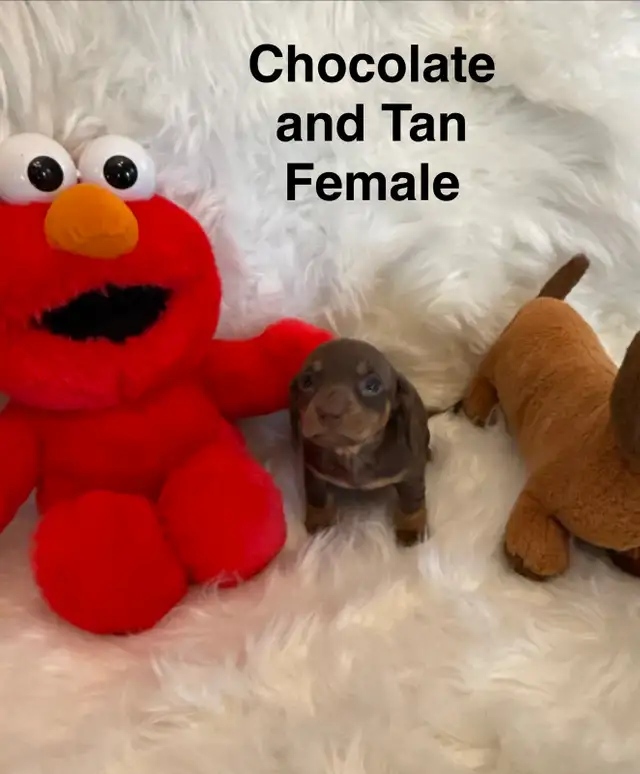Purebred Miniature Dachshund Puppies For Sale
