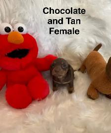 Purebred Miniature Dachshund Puppies For Sale