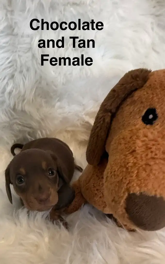 Purebred Miniature Dachshund Puppies For Sale - Photo 2