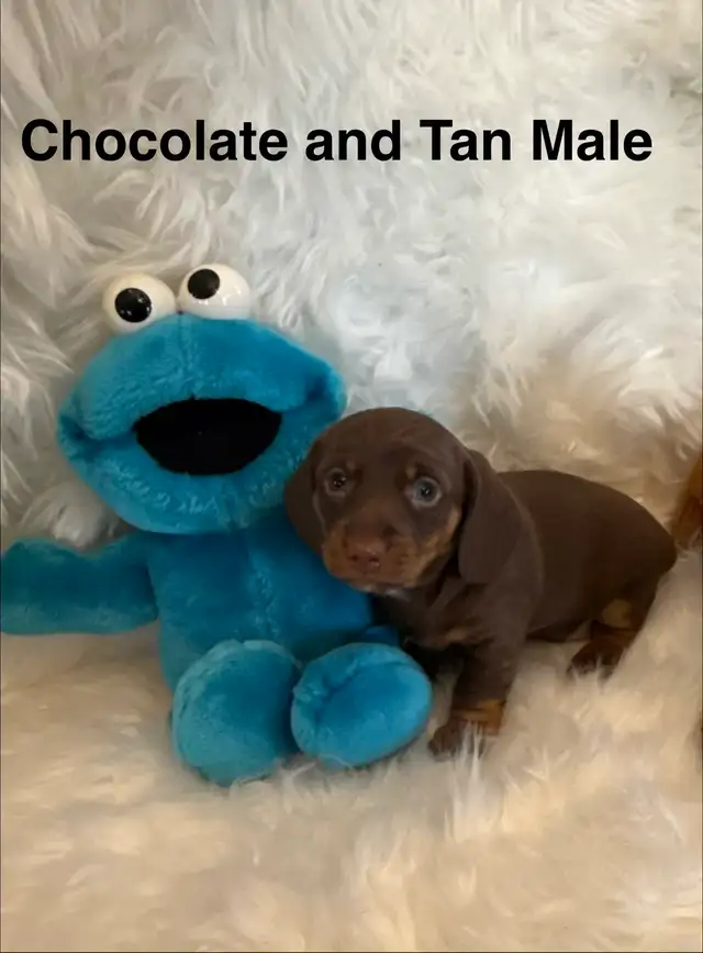 Purebred Miniature Dachshund Puppies For Sale - Photo 3