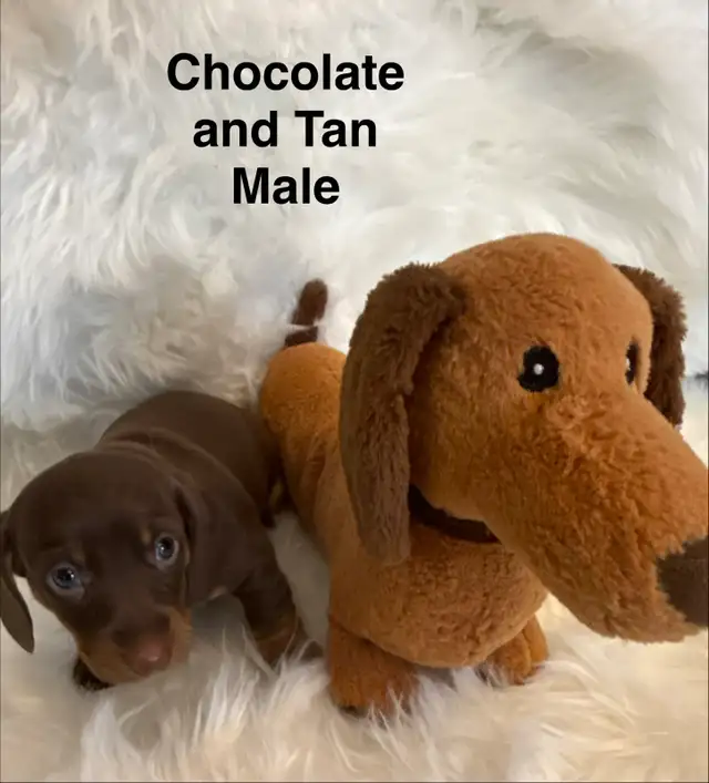 Purebred Miniature Dachshund Puppies For Sale - Photo 4