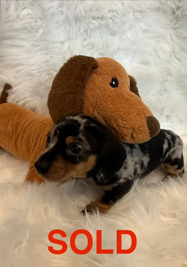 Purebred Miniature Dachshund Puppies For Sale - Photo 5