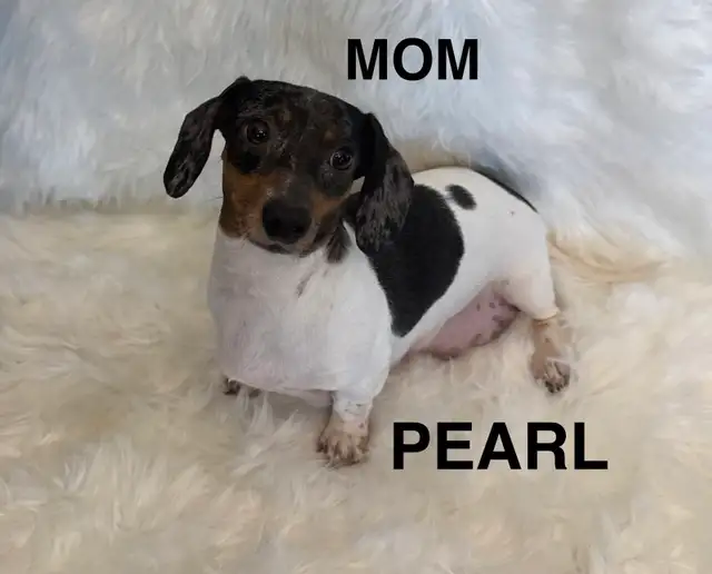 Purebred Miniature Dachshund Puppies For Sale - Photo 6