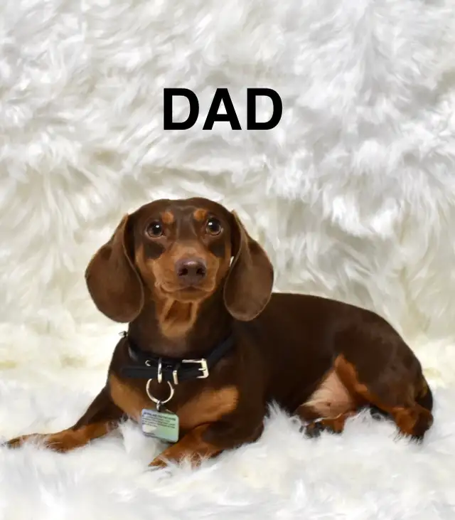 Purebred Miniature Dachshund Puppies For Sale - Photo 7