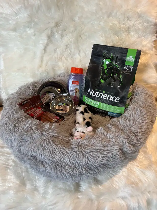 Purebred Miniature Dachshund Puppies For Sale - Photo 8