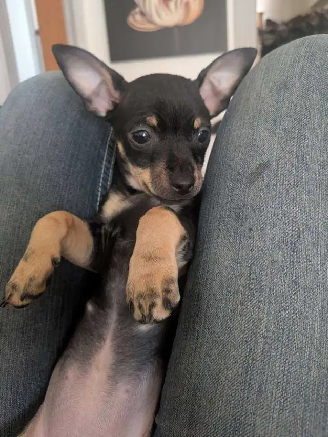 chiwennie 11 weeks old