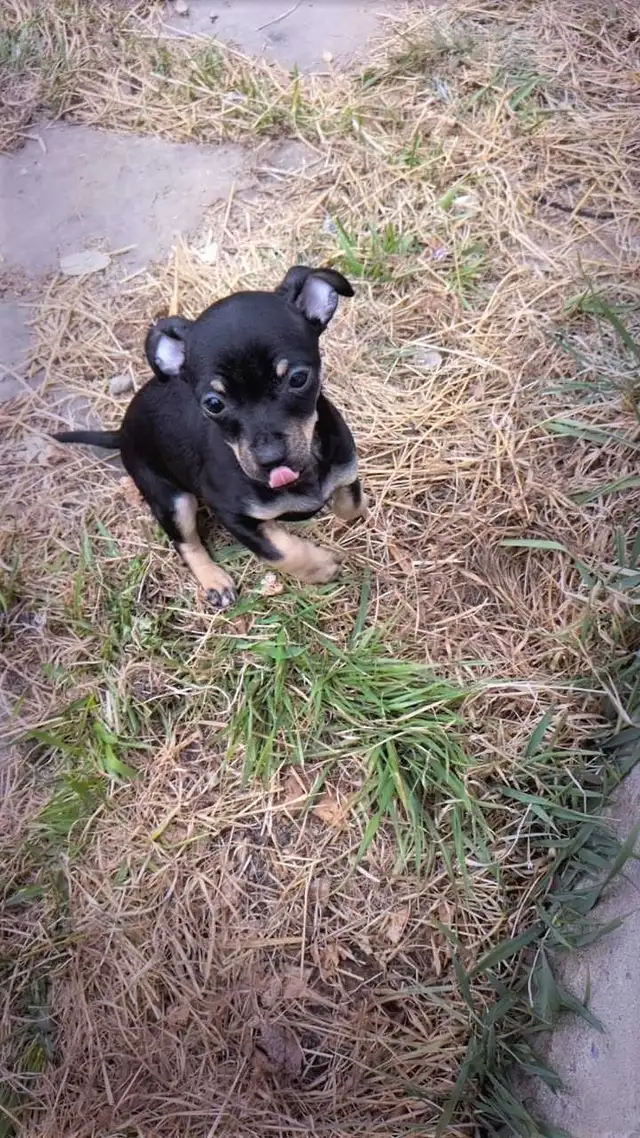 chiwennie 11 weeks old - Photo 2