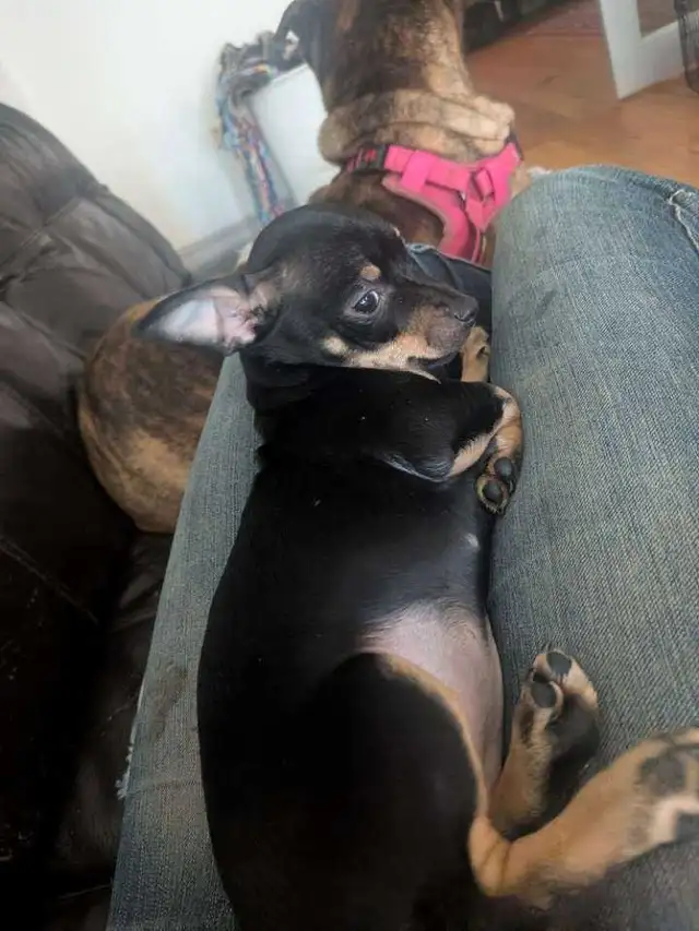 chiwennie 11 weeks old - Photo 3