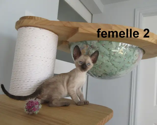 rex cornish vermifugé, micropucé,