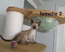 rex cornish vermifugé, micropucé,