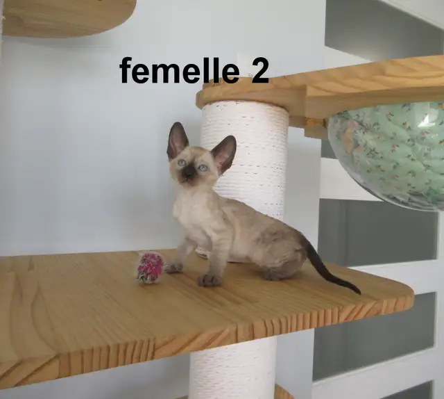 rex cornish vermifugé, micropucé, - Photo 2