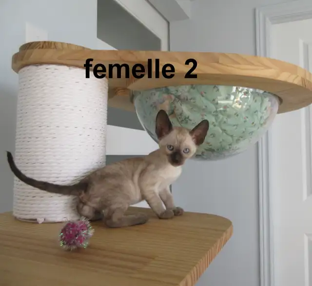 rex cornish vermifugé, micropucé, - Photo 3