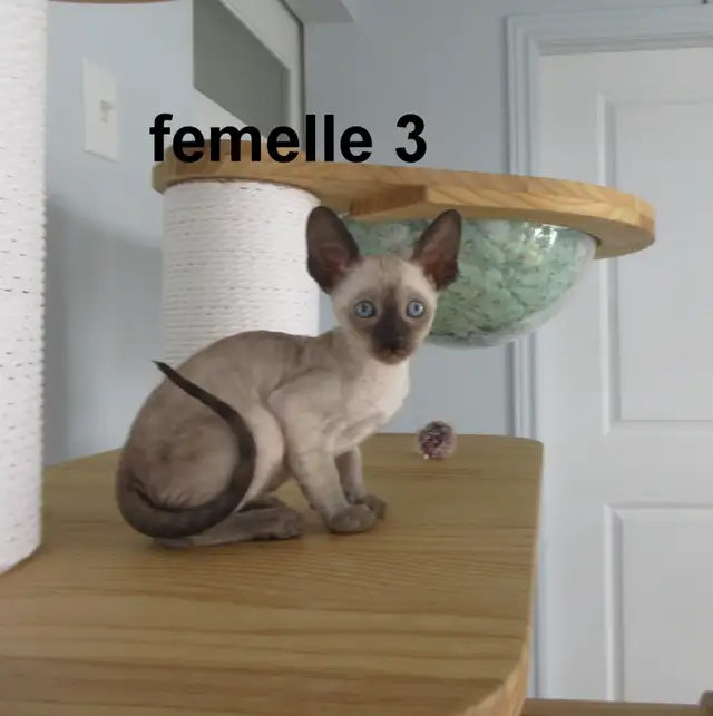 rex cornish vermifugé, micropucé, - Photo 4