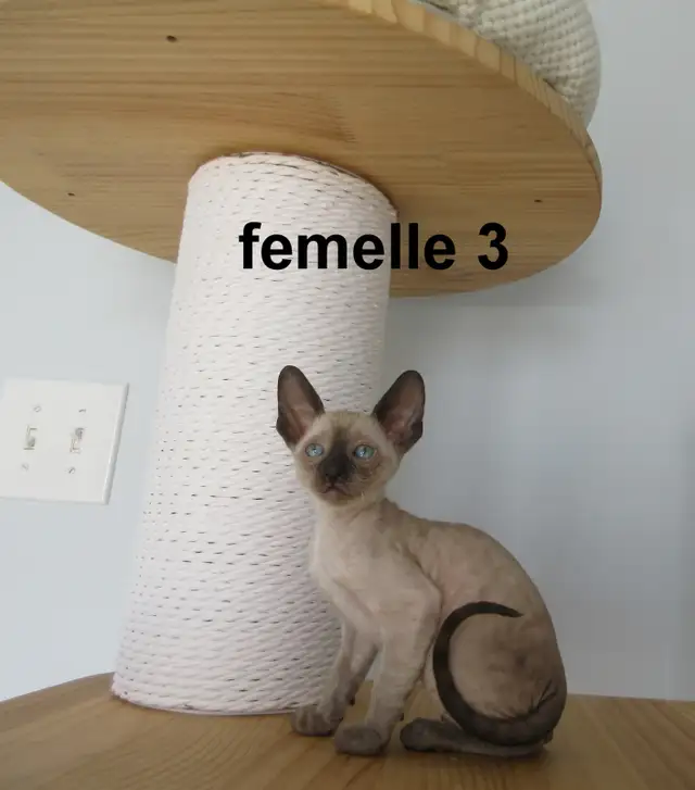 rex cornish vermifugé, micropucé, - Photo 5