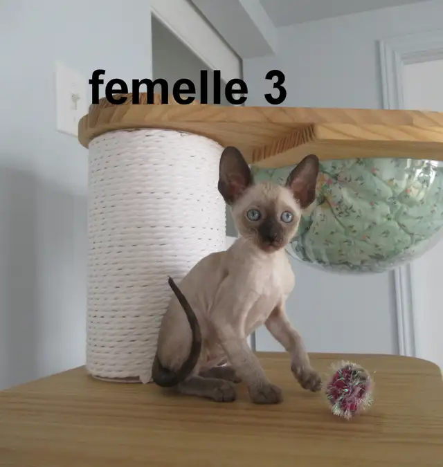 rex cornish vermifugé, micropucé, - Photo 6