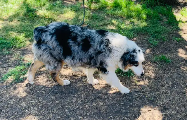 Australian Shepherd - Photo 2