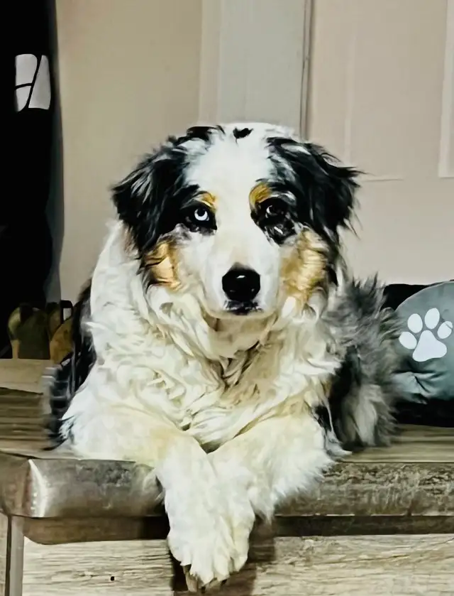 Australian Shepherd - Photo 3