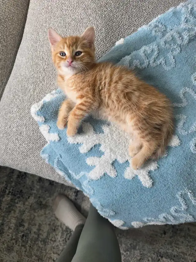 2 Petits Chatons Mignons - Photo 2