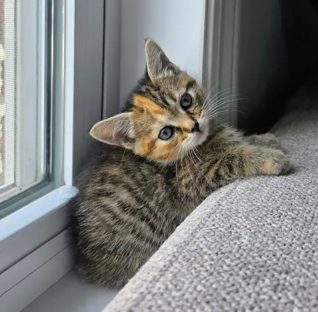 2 Petits Chatons Mignons - Photo 3