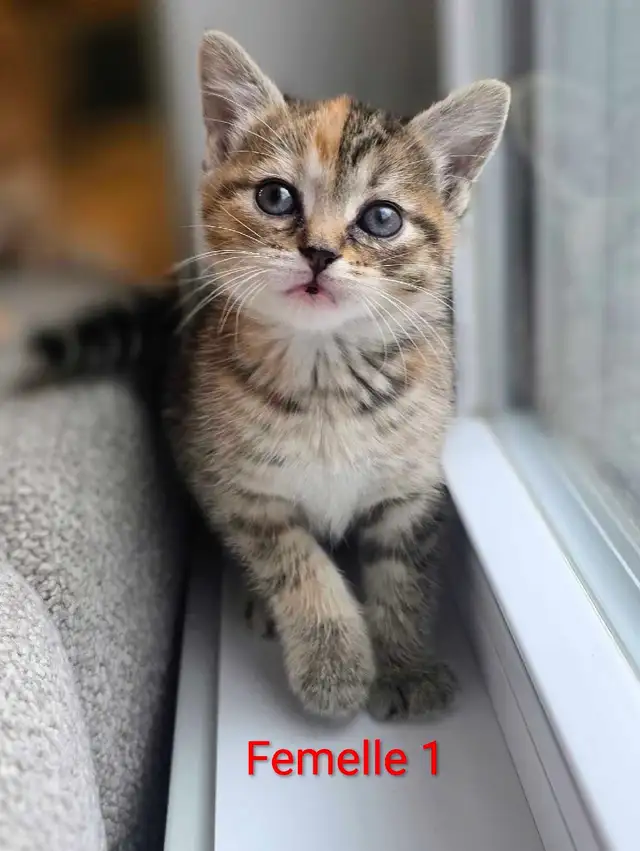 2 Petits Chatons Mignons - Photo 5