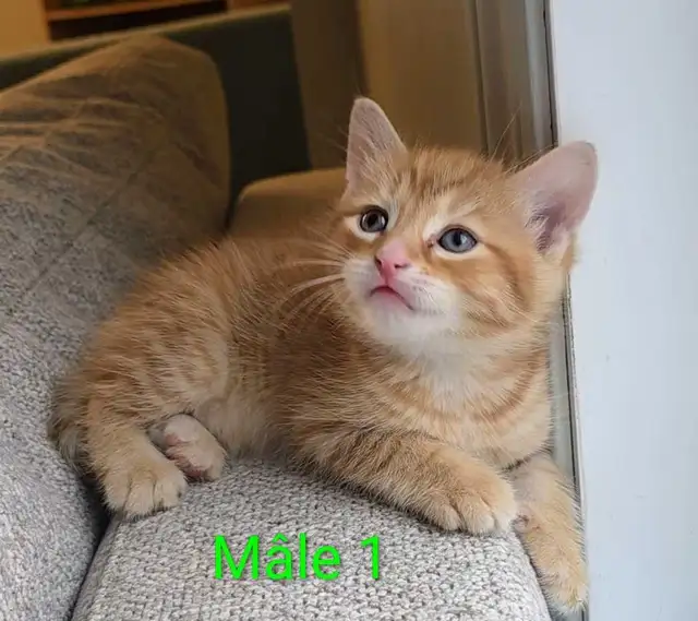 2 Petits Chatons Mignons - Photo 6