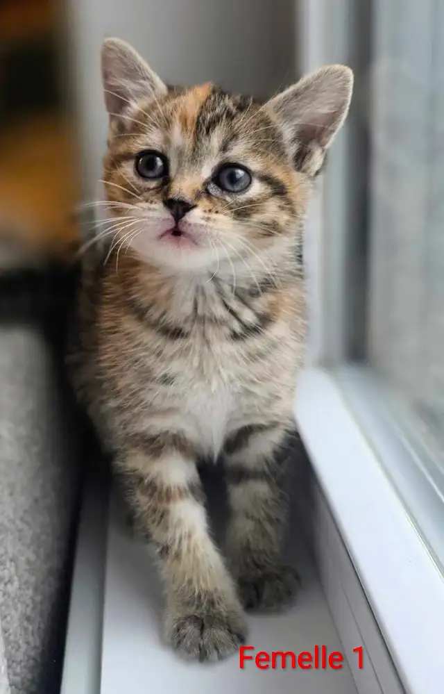 2 Petits Chatons Mignons - Photo 8