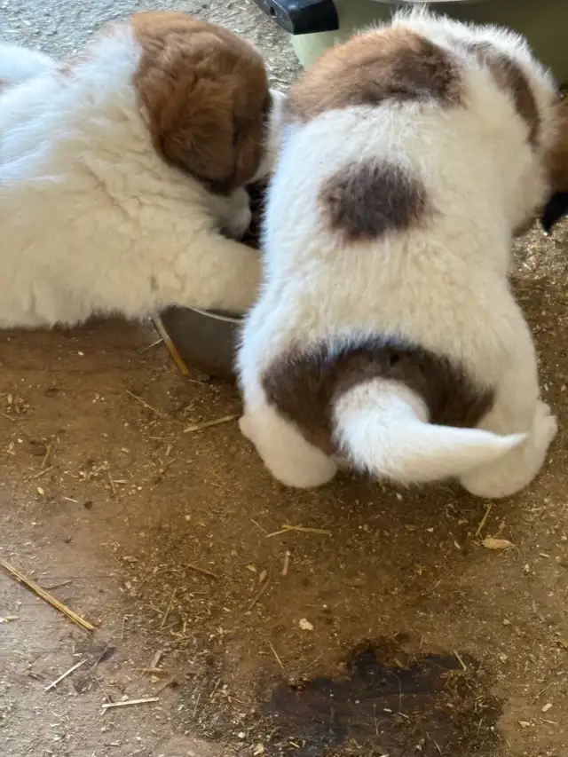 Puppies for sale! - Photo 2