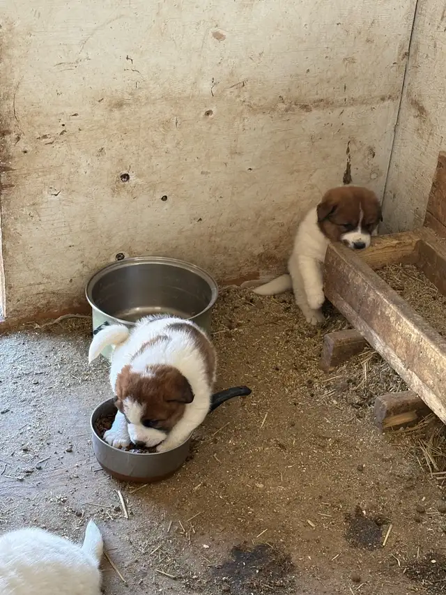 Puppies for sale! - Photo 3
