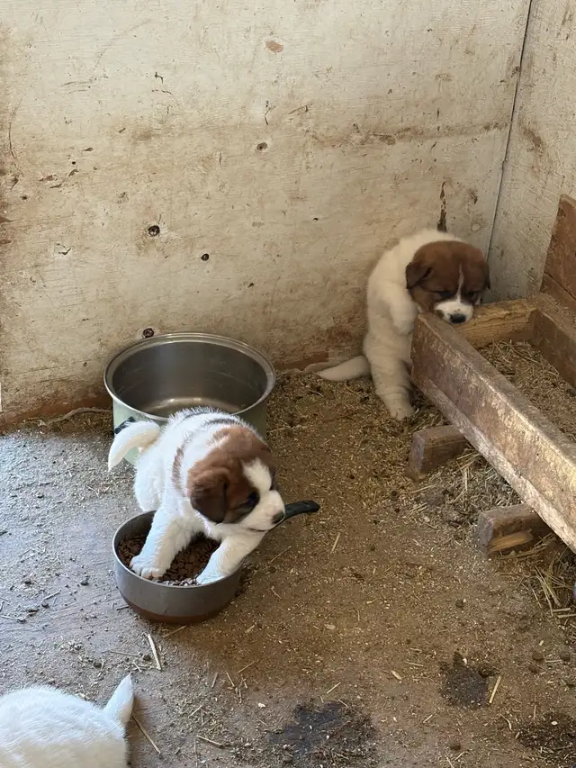 Puppies for sale! - Photo 4