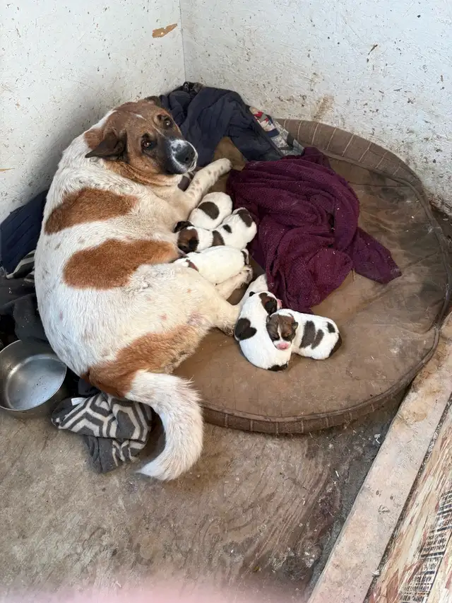 Puppies for sale! - Photo 5