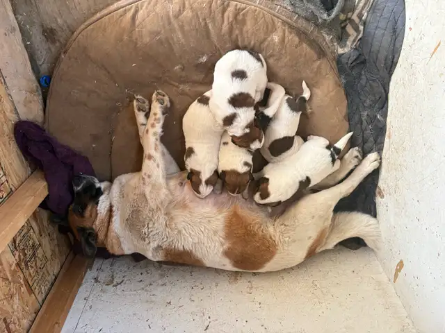 Puppies for sale! - Photo 6