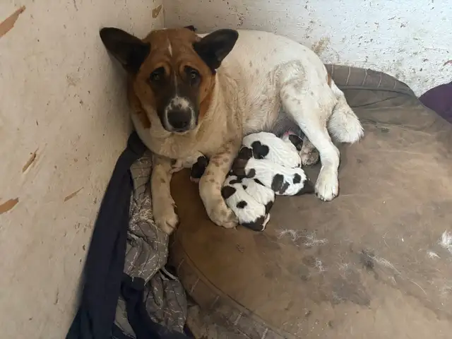 Puppies for sale! - Photo 7