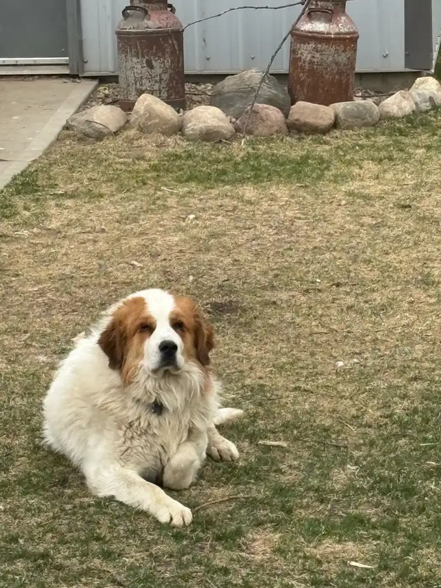 Puppies for sale! - Photo 8