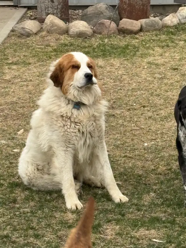 Puppies for sale! - Photo 9