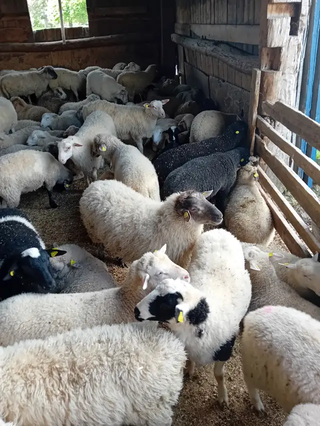 Agneaux pour la fête