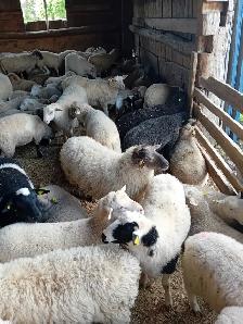 Agneaux pour la fête